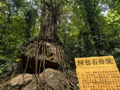-莫里热带雨林景区