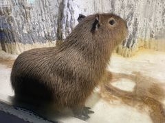 -重庆欢乐海底世界