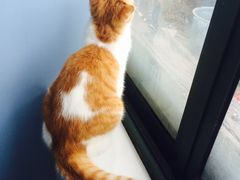 -喵的天空名猫咖啡馆·撸猫·猫舍·用品