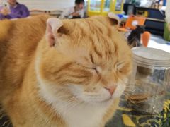 -平行世界·猫咖(首经贸店)
