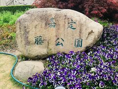 -嘉定紫藤园
