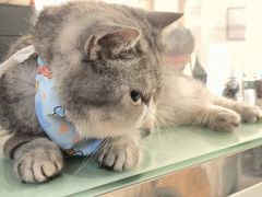 -楼上猫咖(罗湖店)
