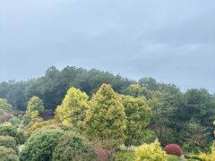 -铁山坪森林公园