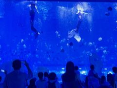 -石家庄极地海洋世界