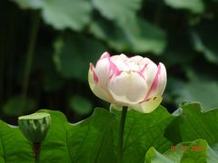 -陈家山荷花公园