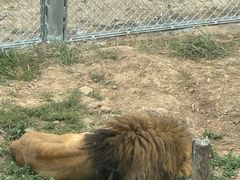 -青藏高原野生动物园