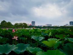 -莲花池公园