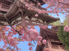 -西安青龙寺遗址景区