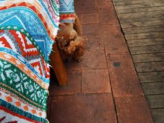 -半坡九号老挝冰咖啡