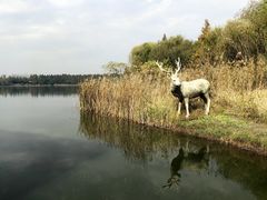 -溱湖国家湿地公园