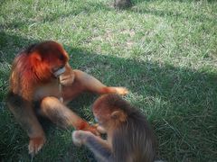 -西安秦岭野生动物园