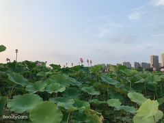-丁香湖公园
