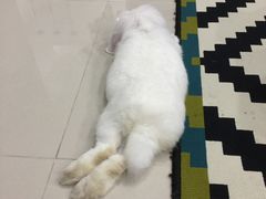 -雨林宠物医院 非犬猫异宠专科
