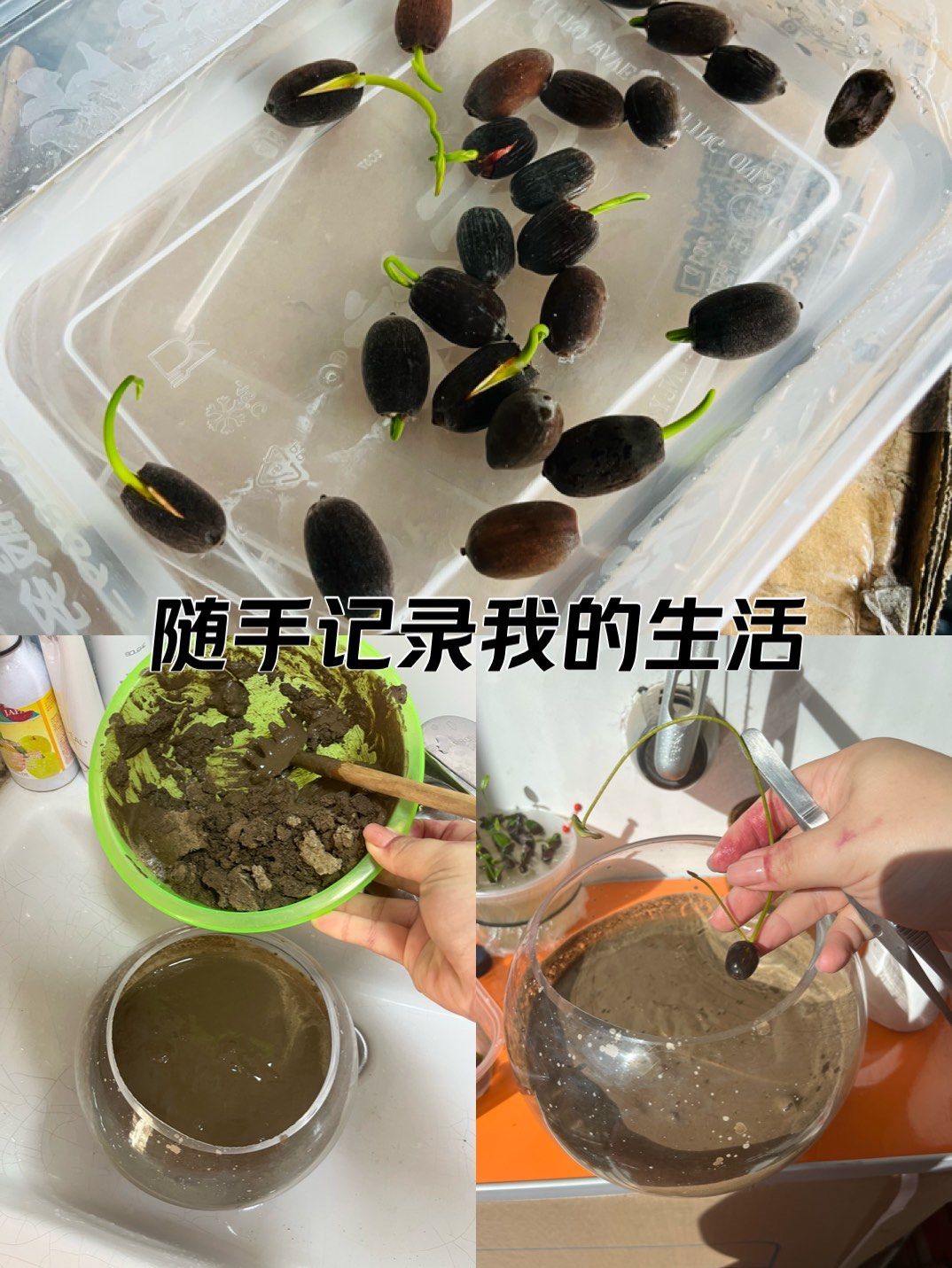 第一次尝试种碗莲03