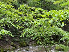 -牛背梁国家森林公园