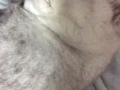 -圣宠宠物(平吉花卉市场店)