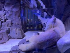 -上海海昌海洋公园-冰山北极馆