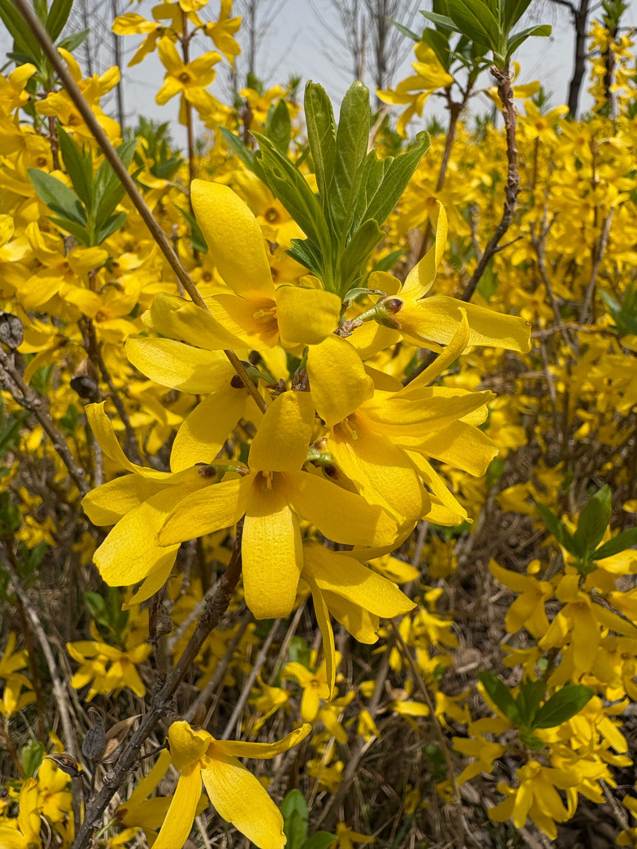 摄影技巧之连翘花怎么拍