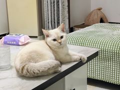 -猫大福·Fortune Cat猫舍(百子湾店)
