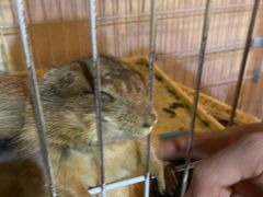-猫色咖啡·猫咖
