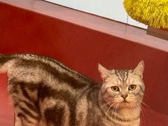 -和它·交个朋友·狗咖猫咖(爱琴海店)