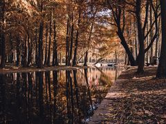 -上海共青森林公园