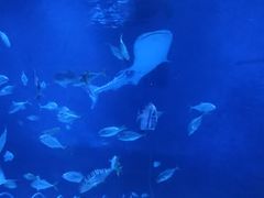 -烟台海昌鲸鲨海洋公园