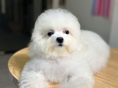 -萌宠之家·腊肠犬·马尔泰·小体犬舍