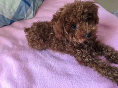 -鲁东大学-留学生餐厅