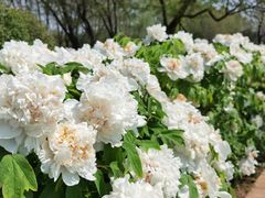 -洛阳市隋唐城遗址植物园