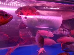 -三旗百汇商品城