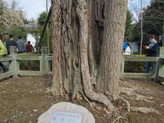 -上海佘山国家森林公园天马山园