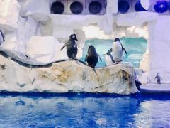 -华夏文旅海洋公园