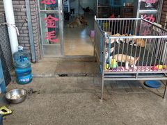 -中环花鸟鱼虫市场