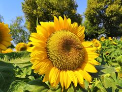 -艾溪湖湿地公园