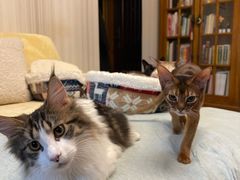 -猫大福·Fortune Cat猫舍(百子湾店)