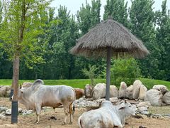 -北京野生动物园