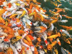 -西双版纳原始森林公园
