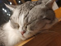 -猫小院猫主题咖啡厅(北锣店)