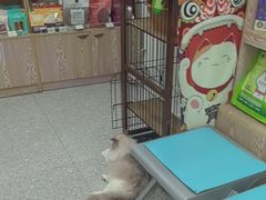 -四月宠物医院·猫专科·心脏专科·内科(转塘店)