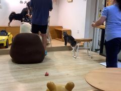 -南京Hallo宠物乐园·哈罗犬舍·柴犬繁育基地