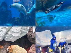 -海合安武汉极地海洋公园