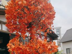 -后湖小院·乡野田园菜