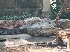 -广州长隆国际大马戏