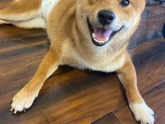 -豆柴町-柴犬主题狗咖(红鼎国际C座店)