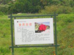 -亚龙湾国际玫瑰谷
