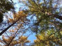 -洛阳白云山景区