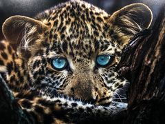 -罗红摄影艺术馆