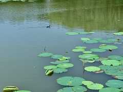 -新江湾城公园