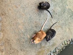 -呀路古热带植物园